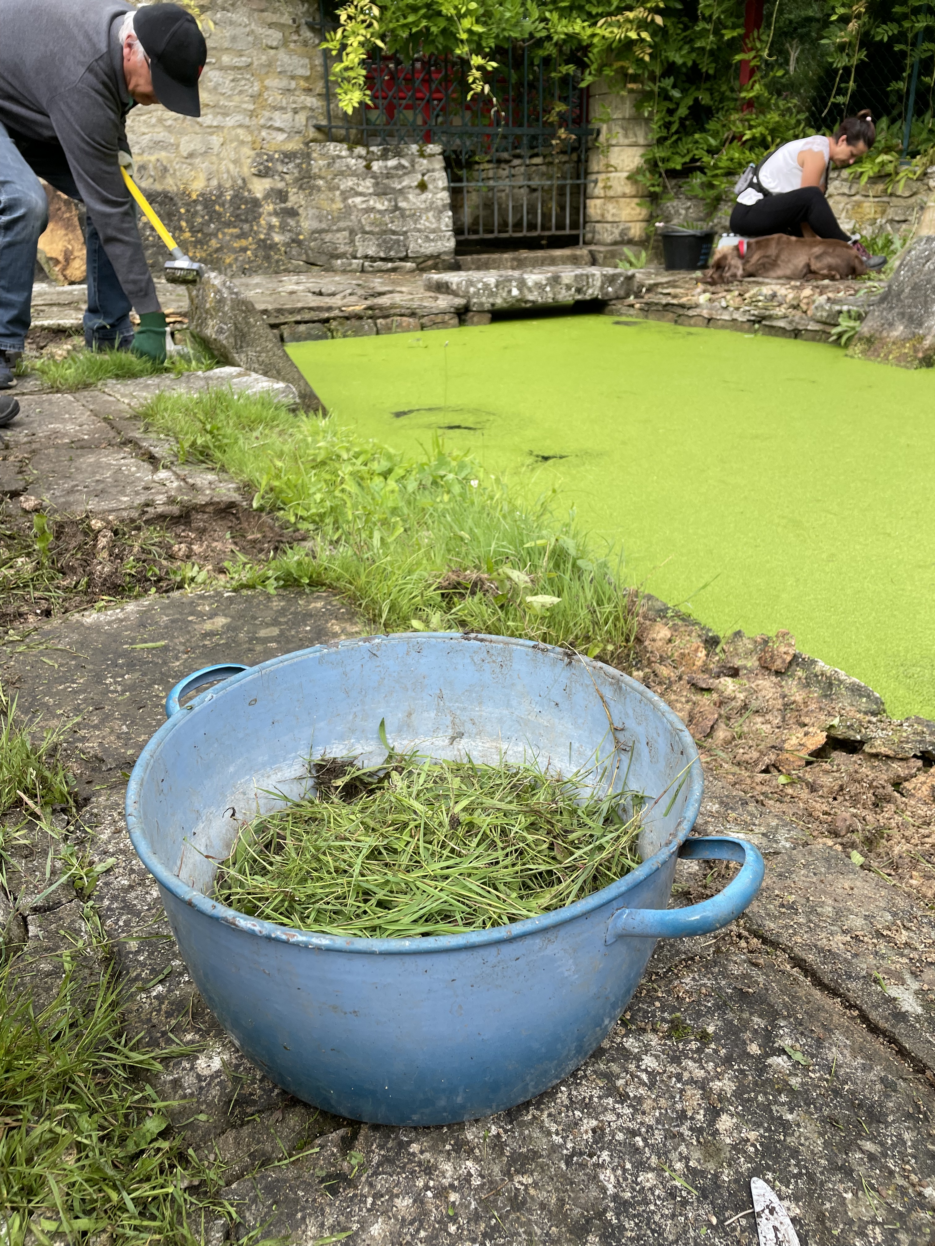 Détail des mauvaises herbes dans bassine ancienne photo Nathalie Tiennot pour agence Denatt